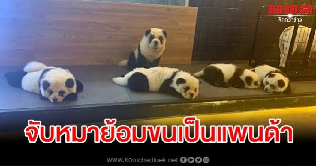 จวกยับ คาเฟ่สัตว์ในจีนจับหมาย้อมขนเป็นแพนด้า จวกยับ คาเฟ่สัตว์ในจีนจับหมาย้อมขนเป็นแพนด้า