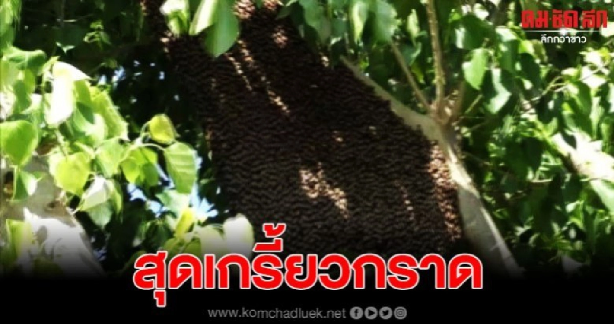 หวิดเป็นงานศพ ผึ้งอาละวาดไล่ต่อยชาวบ้าน บาดเจ็บกว่า 10 ราย หวิดเป็นงานศพ ผึ้งอาละวาดไล่ต่อยชาวบ้าน บาดเจ็บกว่า 10 ราย