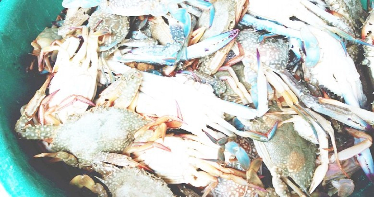 ประชุมนานาชาติเชิญกูรูด้านระบาดวิทยาสัตว์น้ำเข้าร่วม