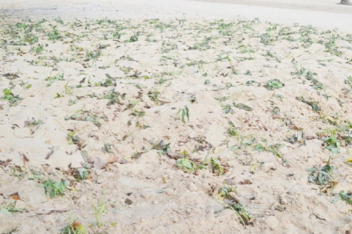 น้ำหายหาดทรายโผล่ที่ลำน้ำยัง