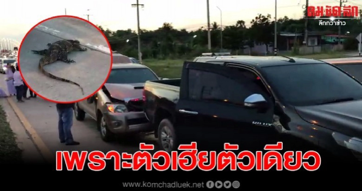 เกิดอุบัติเหตุชนกันระนาว เพราะตัวเงินตัวทองตัดหน้ารถ