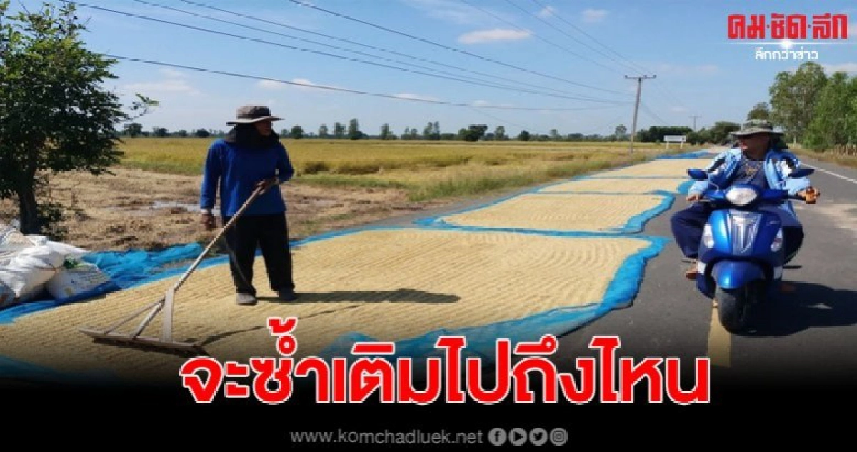 ชาวนาโอด โรคร้ายในนาข้าวว่าหนัก โจรลักข้าวตากบนถนนซ้ำอีก ชาวนาโอด โรคร้ายในนาข้าวว่าหนัก โจรลักข้าวตากบนถนนซ้ำอีก