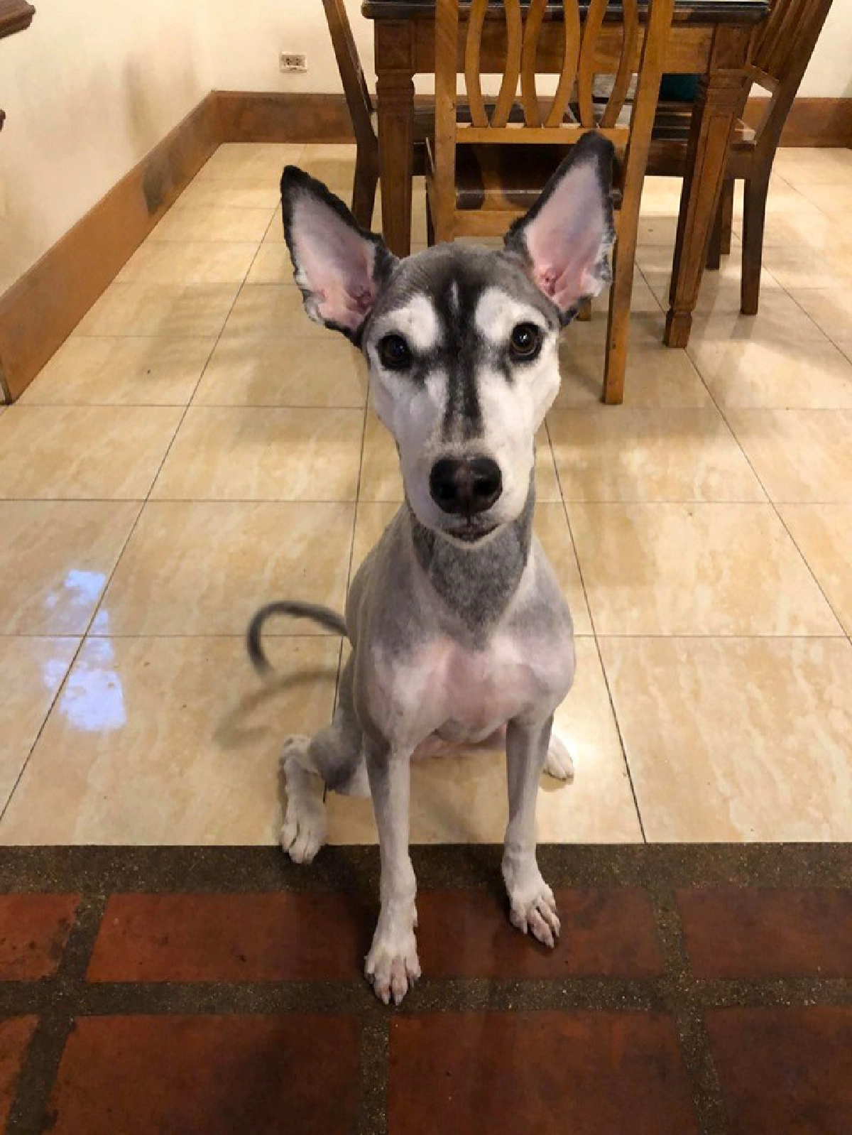 ฮาน้ำตาเล็ดเมื่อเจ้าของไปรับน้องหมาหลังพาไปตัดขน