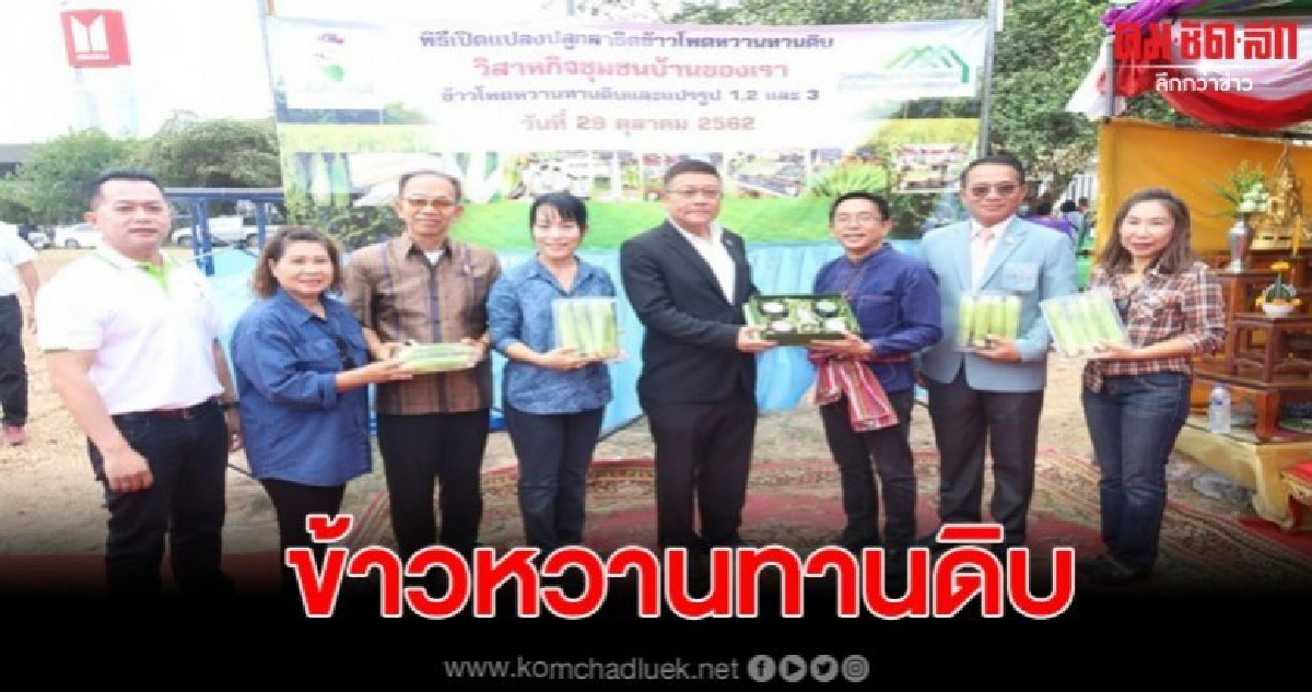 โครงการปลูกสาธิตข้าวโพดหวานทานดิบและแปรรูป โครงการปลูกสาธิตข้าวโพดหวานทานดิบและแปรรูป