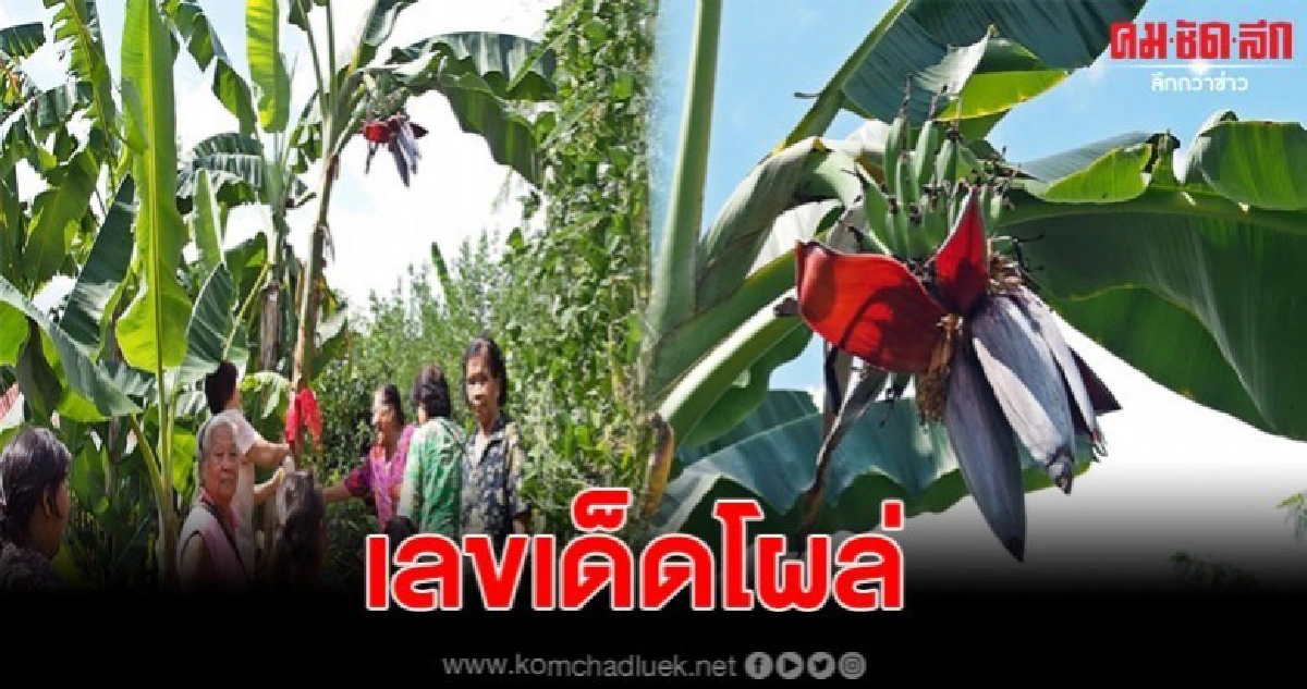 พบปลีกล้วยแฝด ชาวบ้านแห่ถูหาเลขเด็ด