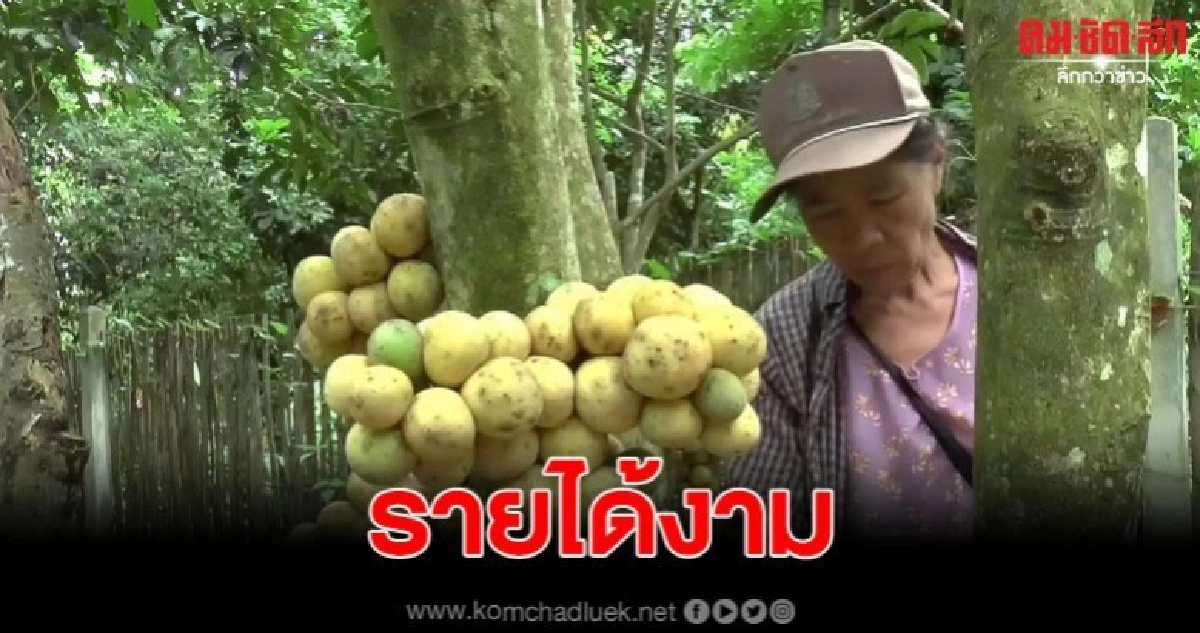 พะเยา ปลูกลองกองไร้สารสร้างรายได้งาม พะเยา ปลูกลองกองไร้สารสร้างรายได้งาม