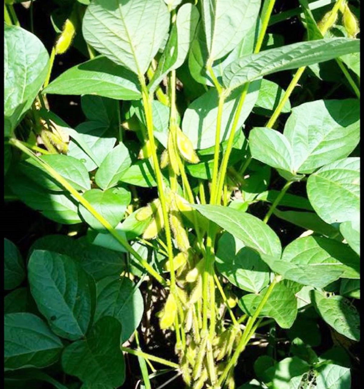 ถั่วเหลืองไทยปลอดภัยGMOเร่งปรับปรุงมาตรฐานรับความต้องการ