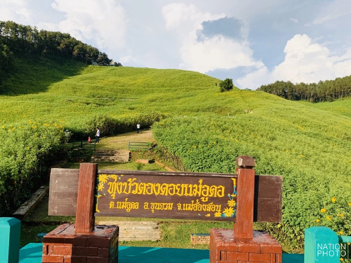 เปิดทุ่งบัวตองดอยแม่อูคอ 8 พ.ย.นี้ สายเช็คอินห้ามพลาด