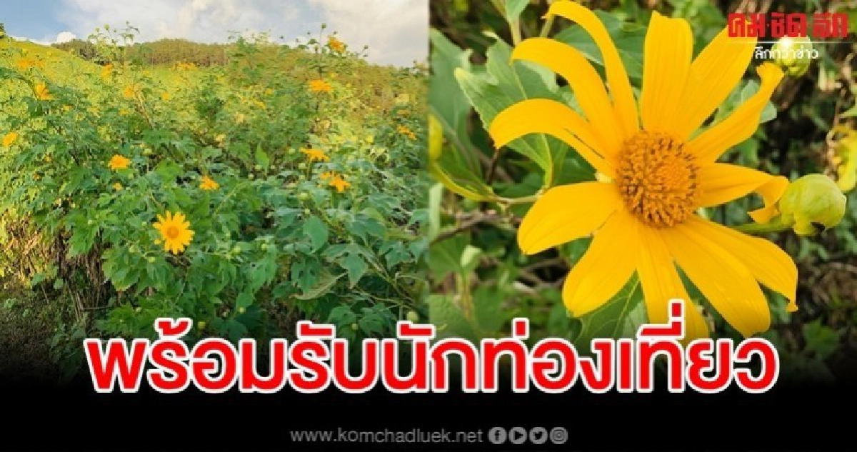 เปิดทุ่งบัวตองดอยแม่อูคอ 8 พ.ย.นี้ สายเช็คอินห้ามพลาด เปิดทุ่งบัวตองดอยแม่อูคอ 8 พ.ย.นี้ สายเช็คอินห้ามพลาด