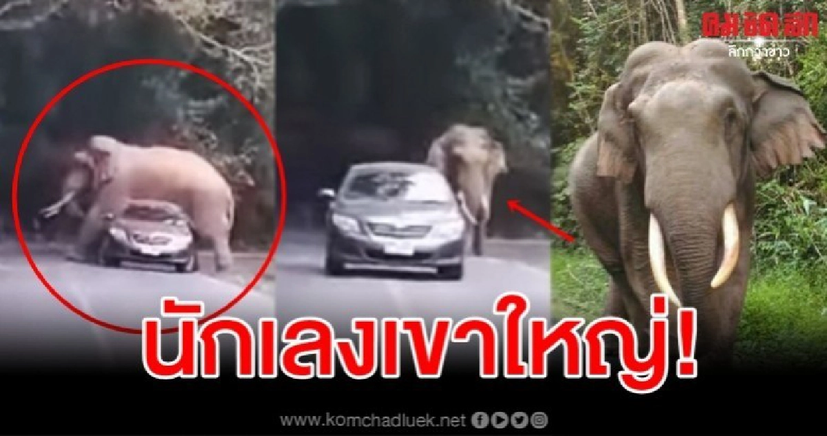 คลิประทึก พี่ดื้อ ช้างป่าเขาใหญ่ ขย่มรถเก๋งนทท.