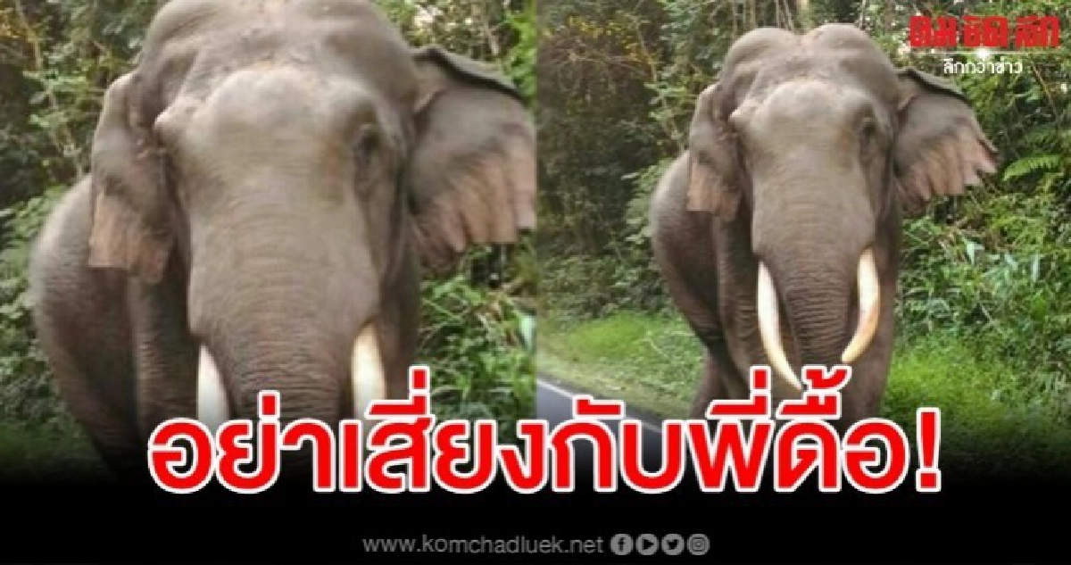 เขาใหญ่เตือนนักท่องเที่ยวระวังช้างป่าเดินตามถนน เขาใหญ่เตือนนักท่องเที่ยวระวังช้างป่าเดินตามถนน