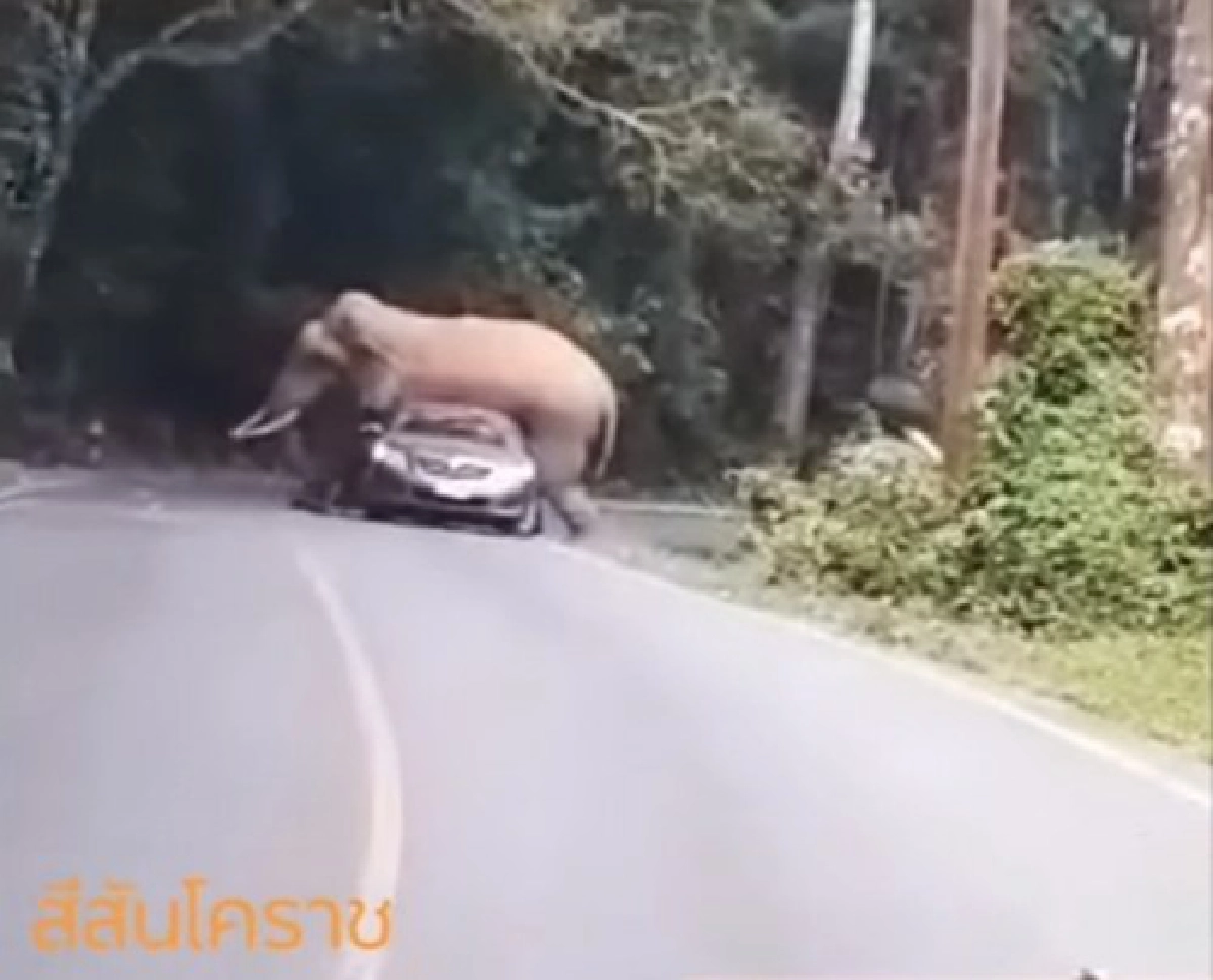 คลิประทึก พี่ดื้อ ช้างป่าเขาใหญ่ ขย่มรถเก๋งนทท.