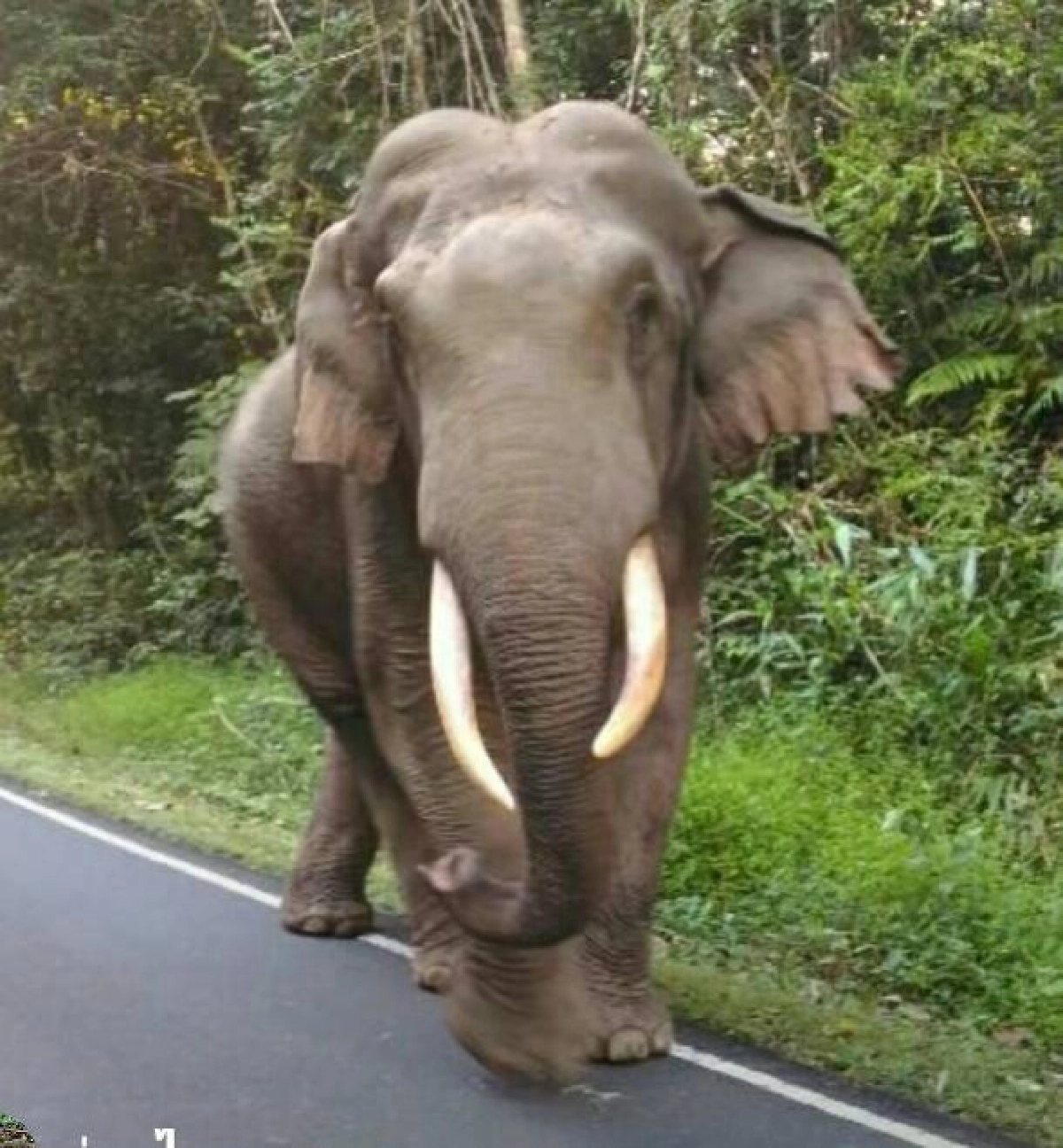 เขาใหญ่เตือนนักท่องเที่ยวระวังช้างป่าเดินตามถนน