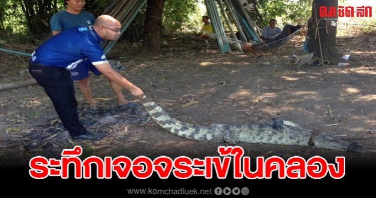 ชาวบ้านผวา จระเข้โผล่กลางคลอง ขณะมีเด็กๆเล่นน้ำอยู่ ชาวบ้านผวา จระเข้โผล่กลางคลอง ขณะมีเด็กๆเล่นน้ำอยู่