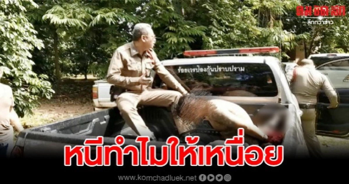 ผู้ต้องหาอาศัยตร.เผลอกระโดดลงรถหนีเข้าป่า สุดท้ายก็ไม่รอด ผู้ต้องหาอาศัยตร.เผลอกระโดดลงรถหนีเข้าป่า สุดท้ายก็ไม่รอด