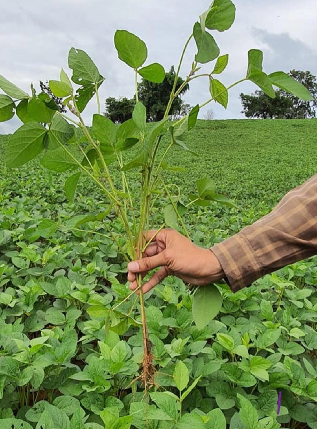 ถั่วเหลืองไทยปลอดภัยGMOเร่งปรับปรุงมาตรฐานรับความต้องการ