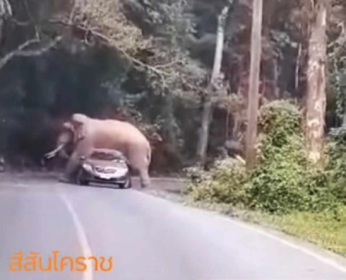 คลิประทึก พี่ดื้อ ช้างป่าเขาใหญ่ ขย่มรถเก๋งนทท.