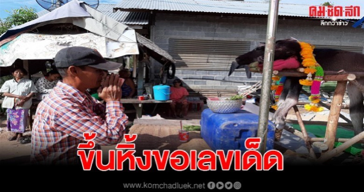 ชาวบ้านเอาลูกควายประหลาดมี 2 หัว ขึ้นหิ้งทำพิธีเซ่นไหว้