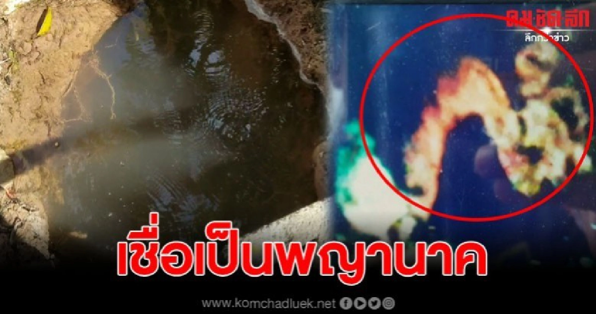 ชาวบ้านโชว์ภาพ อ้างเป็นพญานาคที่ถ่ายได้ ในบ่อตาน้ำผุดบัวใหญ่ ชาวบ้านโชว์ภาพ อ้างเป็นพญานาคที่ถ่ายได้ ในบ่อตาน้ำผุดบัวใหญ่