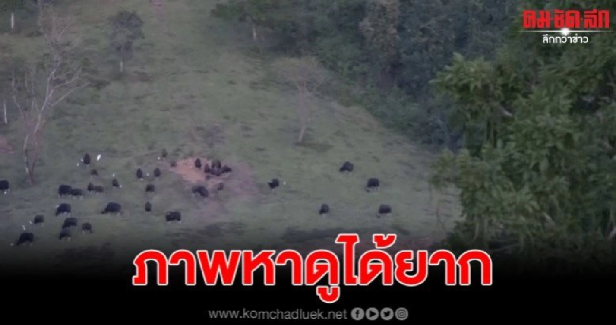 นทท.แห่กางเต็นท์ วังน้ำเขียว แถมยังพบฝูงกระทิงกว่า 80 ตัว นทท.แห่กางเต็นท์ วังน้ำเขียว แถมยังพบฝูงกระทิงกว่า 80 ตัว