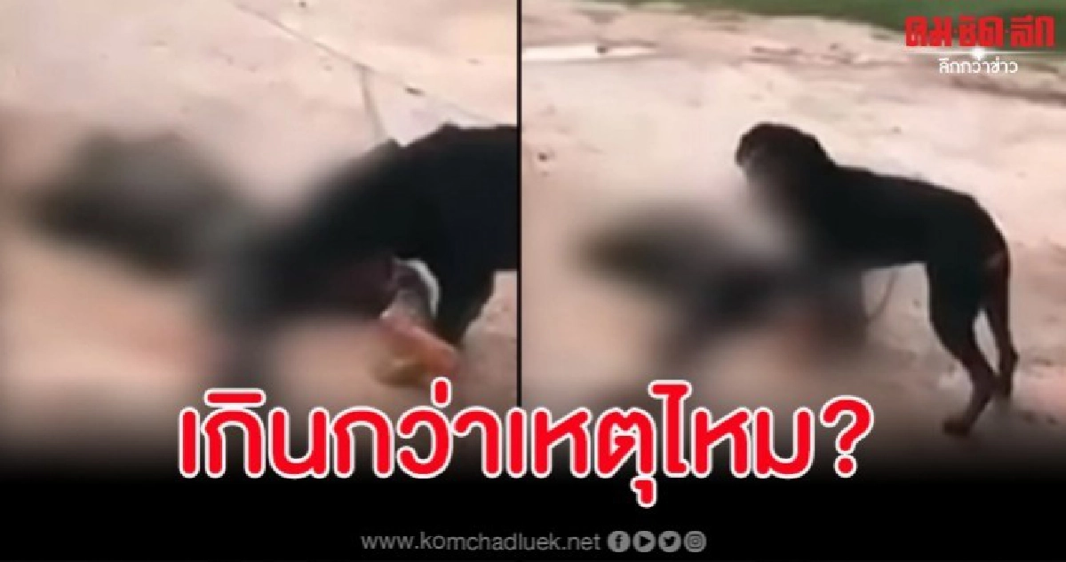 โซเชียลตั้งคำถาม เจ้าของปล่อยสุนัขร็อตไวเลอร์กัดชายสติไม่ดี โซเชียลตั้งคำถาม เจ้าของปล่อยสุนัขร็อตไวเลอร์กัดชายสติไม่ดี
