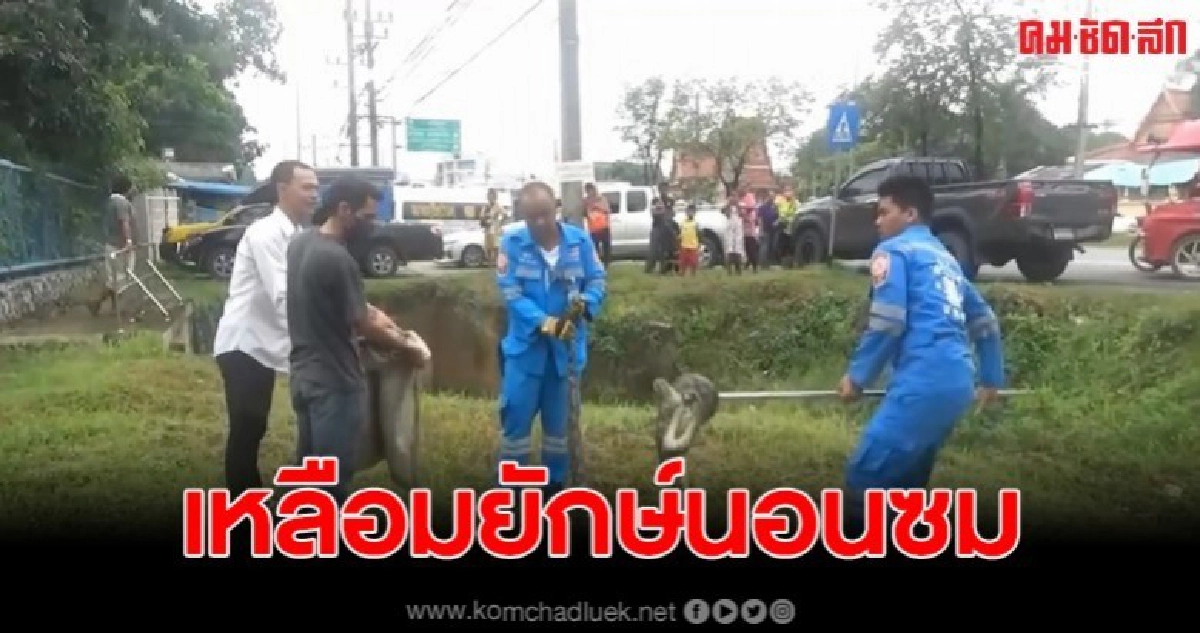 ช่วยงูเหลือมถูกรถเหยียบนอนซมในคูหน้าโรงพยาบาล ช่วยงูเหลือมถูกรถเหยียบนอนซมในคูหน้าโรงพยาบาล