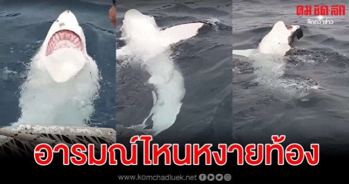 นักท่องเที่ยวเซอร์ไพรซ์ฉลามขาวโผล่โชว์หงายท้องว่ายน้ำ 