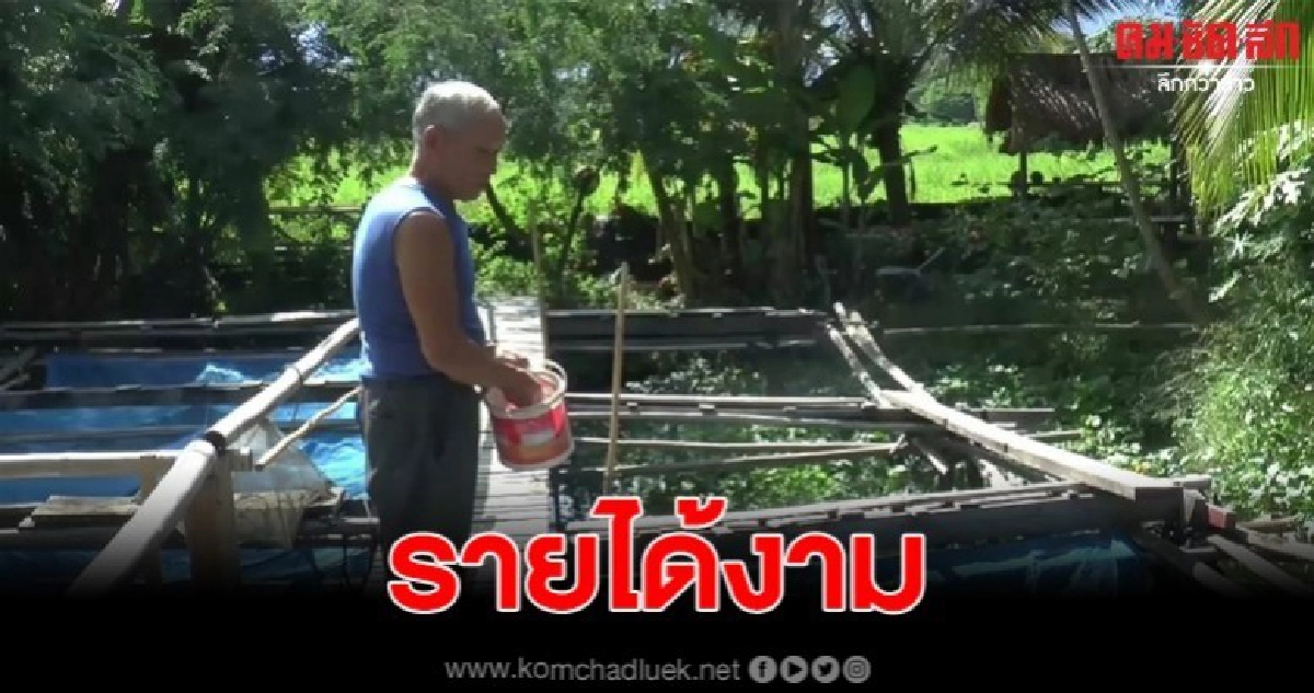 คุณตาวัย 79 ปี เลี้ยงกบสร้างรายได้ปีละไม่ต่ำกว่า 3หมื่นบาท คุณตาวัย 79 ปี เลี้ยงกบสร้างรายได้ปีละไม่ต่ำกว่า 3หมื่นบาท