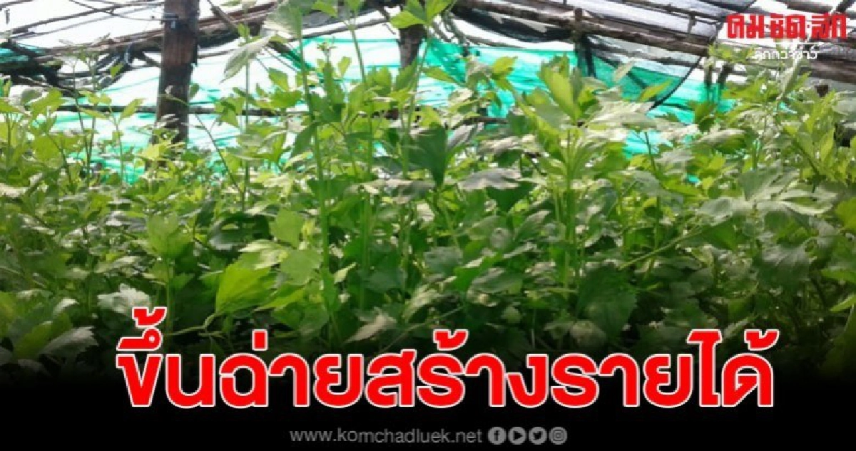 ปลูกขึ้นช่ายสร้างรายได้ดี อาชีพใหม่ทดแทนทำสวนยาง ปลูกขึ้นช่ายสร้างรายได้ดี อาชีพใหม่ทดแทนทำสวนยาง