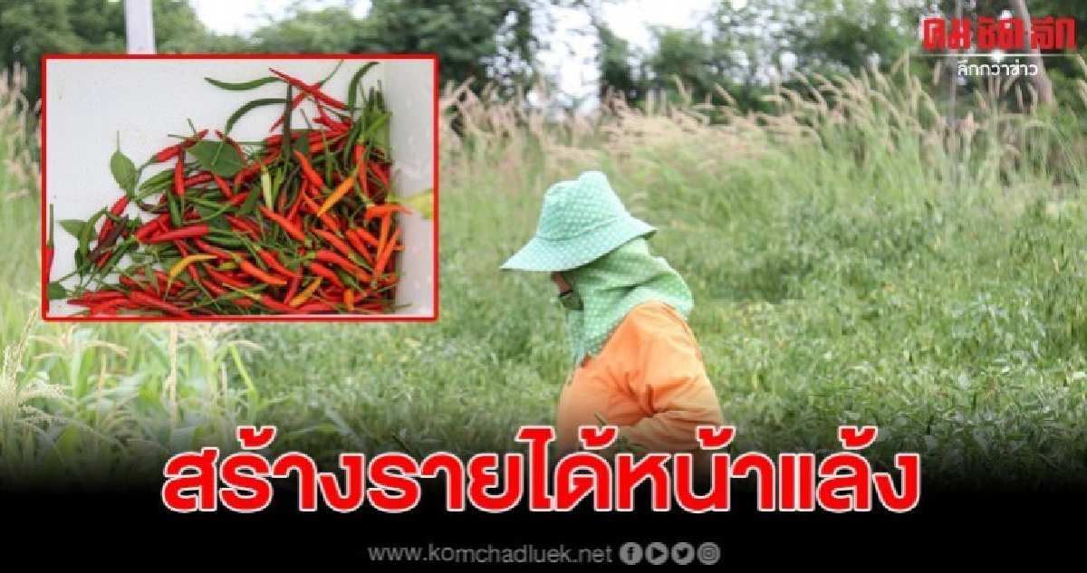 ชาวบ้านโสกตลับ ปรับเปลี่ยนวิถีปลูก "พริก" พืชทนแล้ง ชาวบ้านโสกตลับ ปรับเปลี่ยนวิถีปลูก "พริก" พืชทนแล้ง