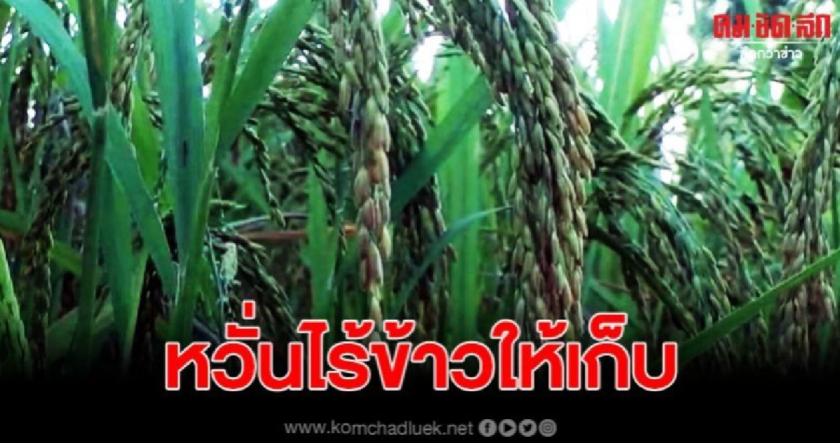 แล้งหนักรอบ 5 ปี!! ชาวนาเร่งสูบน้ำเข้านาข้าว แล้งหนักรอบ 5 ปี!! ชาวนาเร่งสูบน้ำเข้านาข้าว