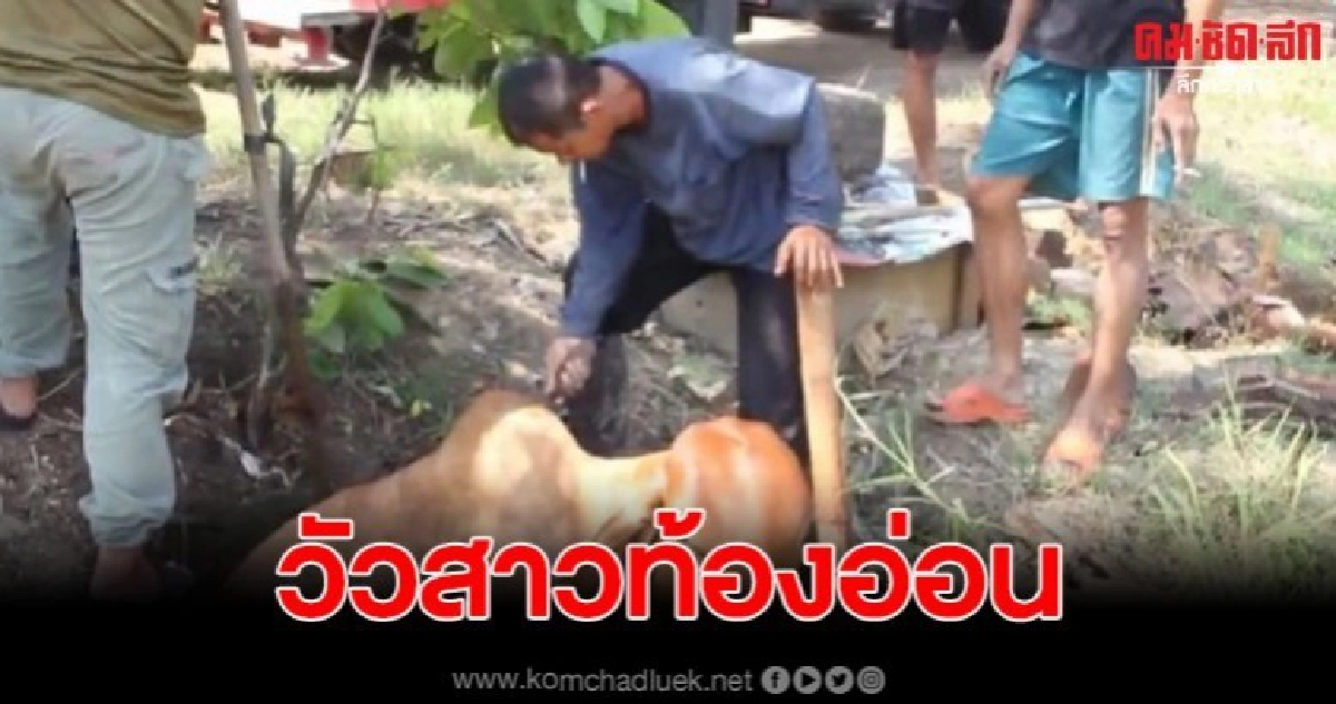 กู้ภัยช่วยวัวสาวตั้งท้อง2เดือนตกบ่อพักน้ำกลางทุ่งนา กู้ภัยช่วยวัวสาวตั้งท้อง2เดือนตกบ่อพักน้ำกลางทุ่งนา