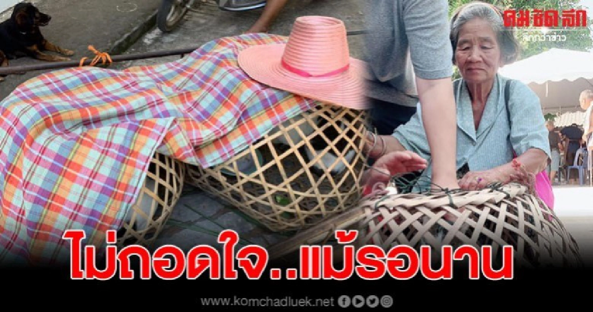 ยายพาแมวไปทำหมันฟรีแต่เช้ามืด แม้รอนานก็ไม่ถอดใจ ยายพาแมวไปทำหมันฟรีแต่เช้ามืด แม้รอนานก็ไม่ถอดใจ