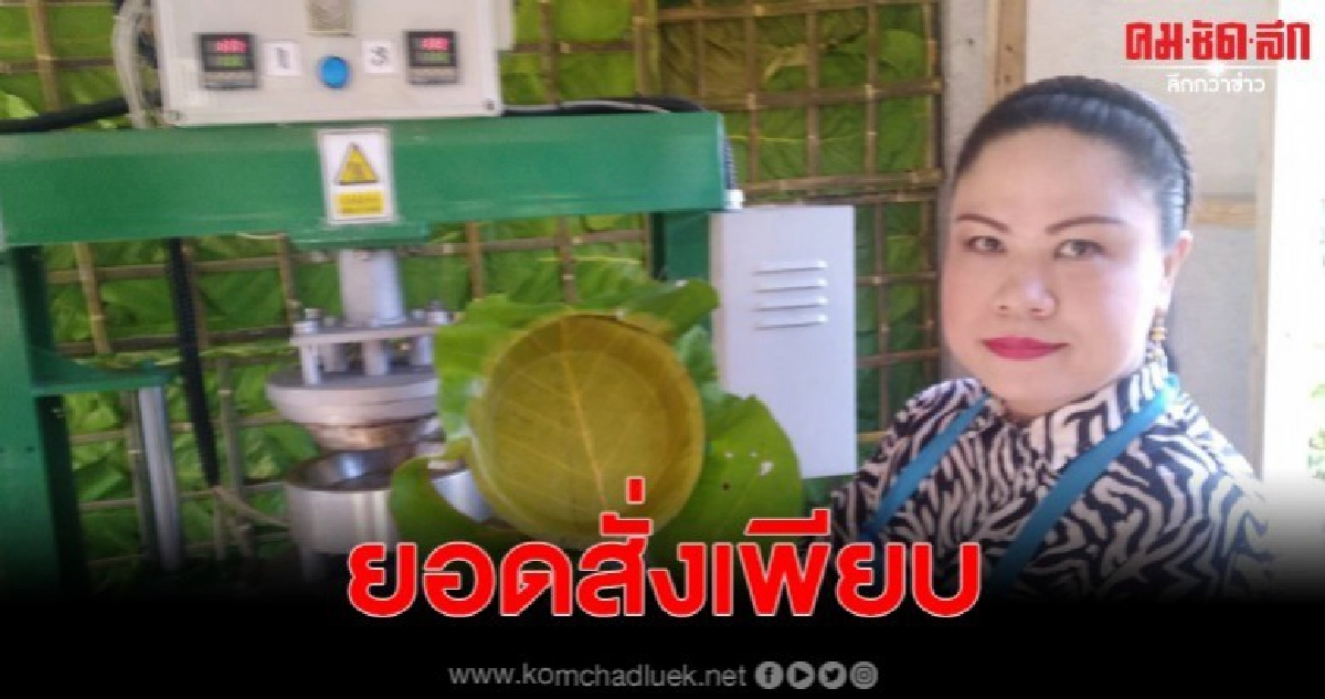 ใบตองตึงแม่เมาะลำปางเจ๋งโกอินเตอร์ ภาชนะจากใบตอง ใบตองตึงแม่เมาะลำปางเจ๋งโกอินเตอร์ ภาชนะจากใบตอง