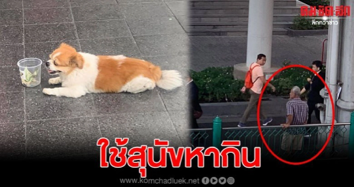 สาวสุดทน เจอลุงใช้สุนัขขอทาน อยู่ตรงทางขึ้นสะพานลอย สาวสุดทน เจอลุงใช้สุนัขขอทาน อยู่ตรงทางขึ้นสะพานลอย