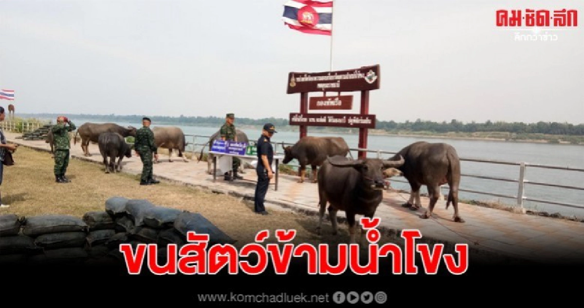 ชายแดนอุบลฯตลาดมืดยังคึก พ่อค้าลอบนำสัตว์ข้ามโขงกันบ่อยขึ้น ชายแดนอุบลฯตลาดมืดยังคึก พ่อค้าลอบนำสัตว์ข้ามโขงกันบ่อยขึ้น