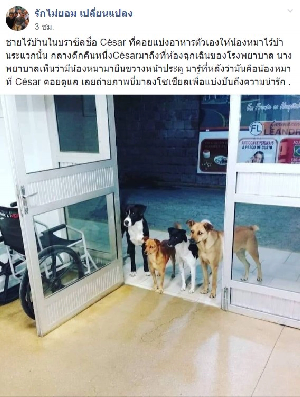 แก๊งหมาจรจัดยืนรอหน้าประตูโรงพยาบาลเฝ้าเจ้าของที่ป่วยหนัก