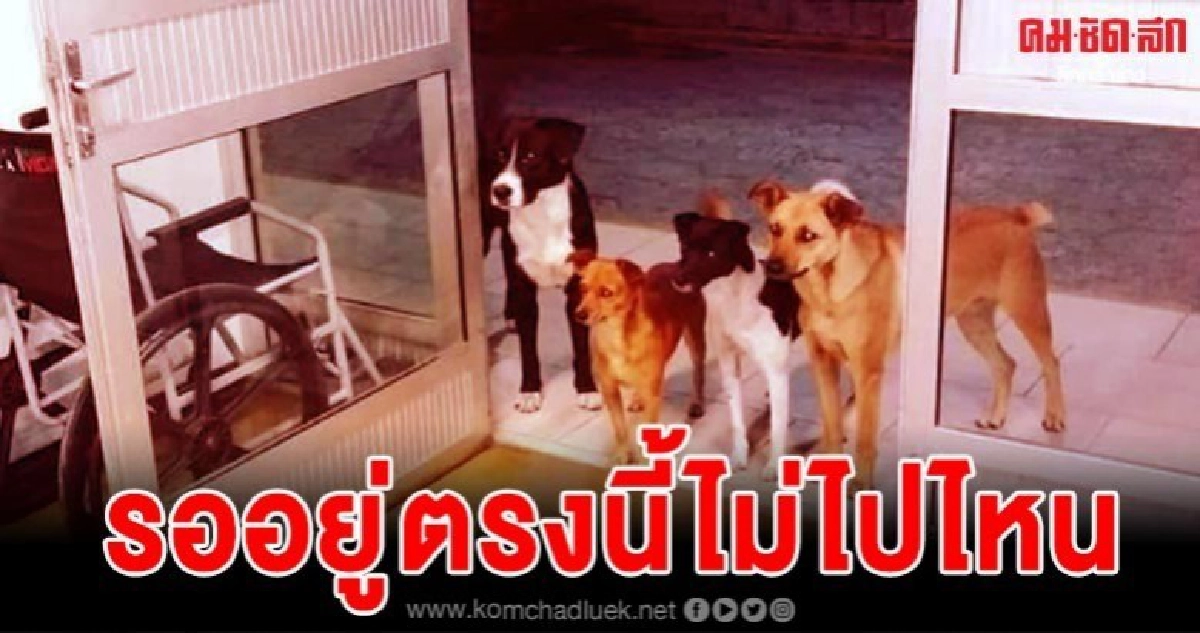 แก๊งหมาจรจัดยืนรอหน้าประตูโรงพยาบาลเฝ้าเจ้าของที่ป่วยหนัก