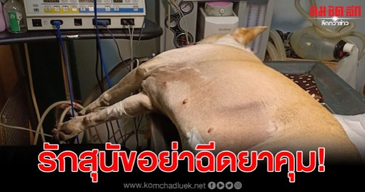 ป้าพาสุนัขไปหาหมอ พบเนื้อขนาดใหญ่ในมดลูก เผยยาคุมเป็นเหตุ ป้าพาสุนัขไปหาหมอ พบเนื้อขนาดใหญ่ในมดลูก เผยยาคุมเป็นเหตุ