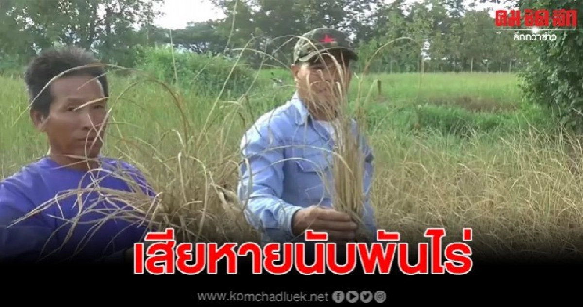 สุดระทม ภัยแล้งนาข้าวภูกามยาวเสียหายนับ 1,000 ไร่ สุดระทม ภัยแล้งนาข้าวภูกามยาวเสียหายนับ 1,000 ไร่
