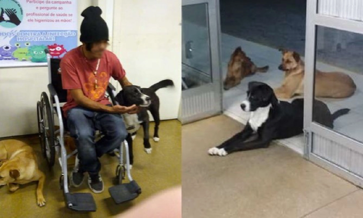 แก๊งหมาจรจัดยืนรอหน้าประตูโรงพยาบาลเฝ้าเจ้าของที่ป่วยหนัก