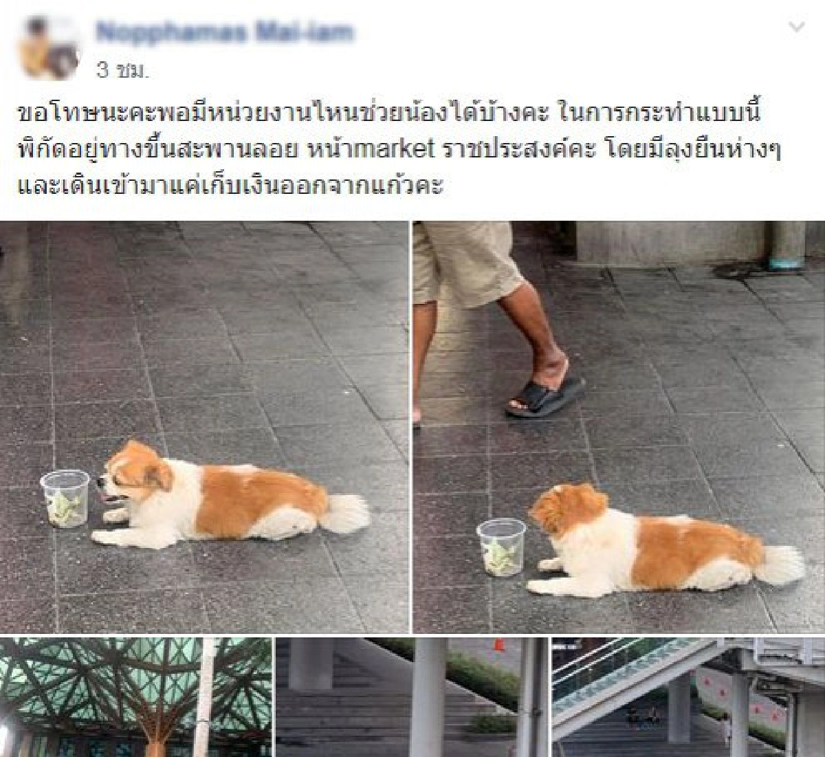 สาวสุดทน เจอลุงใช้สุนัขขอทาน อยู่ตรงทางขึ้นสะพานลอย