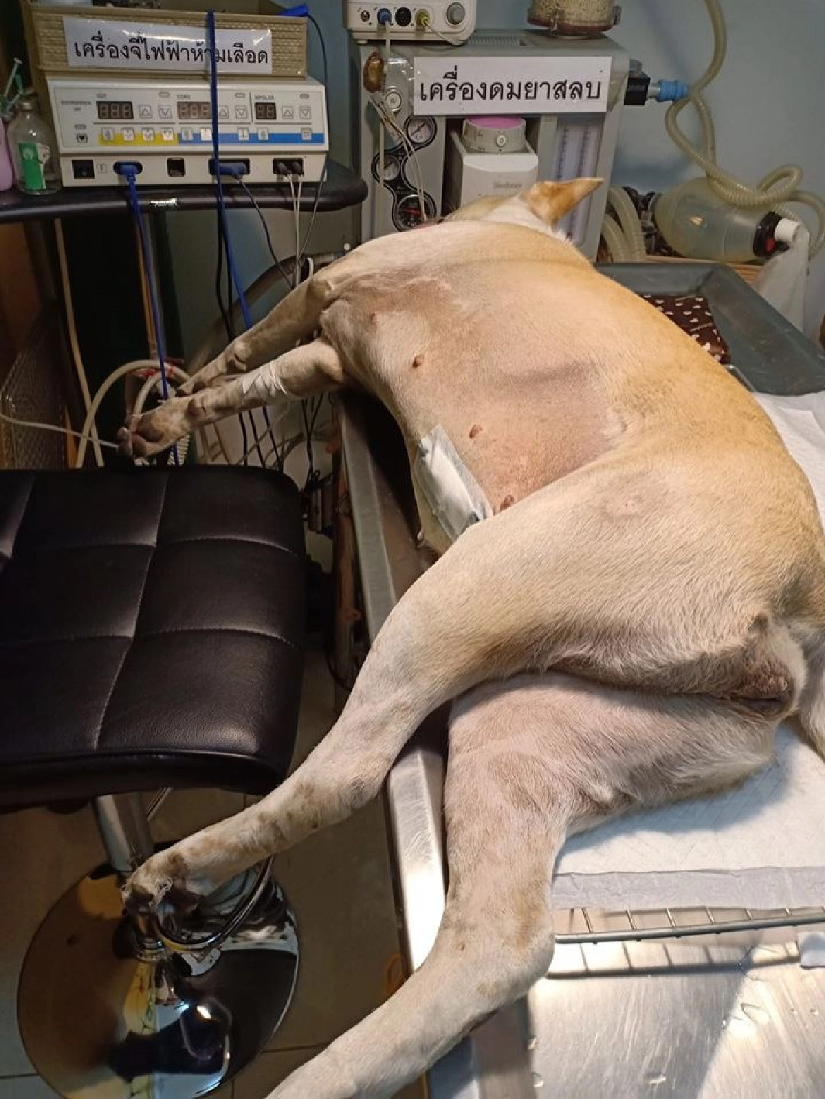 ป้าพาสุนัขไปหาหมอ พบเนื้อขนาดใหญ่ในมดลูก เผยยาคุมเป็นเหตุ