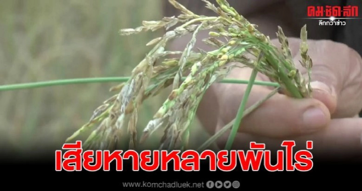 นาข้าวเกษตรกร แล้งหนัก เสียหายหลายพันไร่ จากการขาดน้ำ นาข้าวเกษตรกร แล้งหนัก เสียหายหลายพันไร่ จากการขาดน้ำ