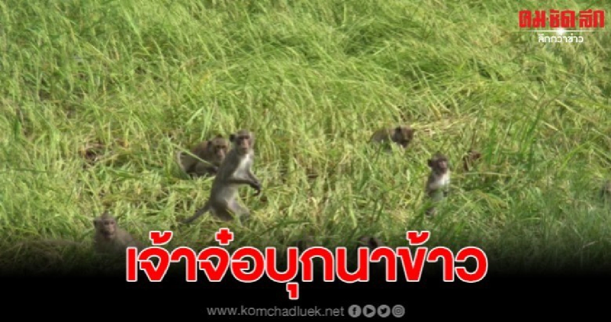 ชาวนาเดือดร้อนฝูงลิงนับพันตัวบุกเข้ากัดกินรวงข้าว ชาวนาเดือดร้อนฝูงลิงนับพันตัวบุกเข้ากัดกินรวงข้าว