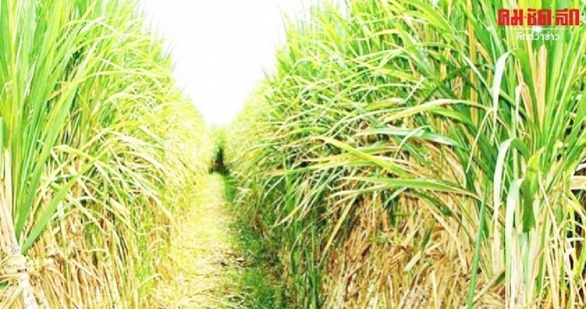 73 สารชีวภัณฑ์ฉลุยขึ้นทะเบียนกำจัดศัตรูพืช