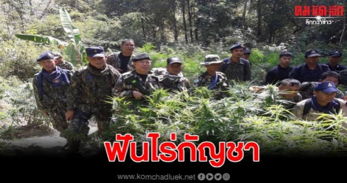 อำเภอดงหลวง ตัดฟันไร่กัญชา 350 ต้น 200 หลุม อำเภอดงหลวง ตัดฟันไร่กัญชา 350 ต้น 200 หลุม