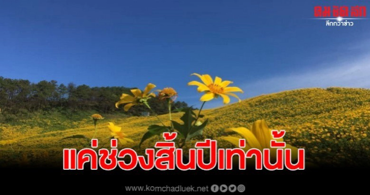 ทุ่งดอกบัวตอง อ.ขุนยวม บานสะพรั่งต้อนรับนักท่องเที่ยว ทุ่งดอกบัวตอง อ.ขุนยวม บานสะพรั่งต้อนรับนักท่องเที่ยว