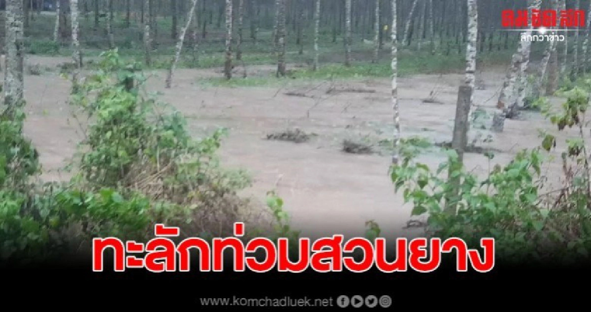 ฝนถล่ม สะเดา น้ำทะลักเข้าบ้าน ท่วมสวนยาง ฝนถล่ม สะเดา น้ำทะลักเข้าบ้าน ท่วมสวนยาง