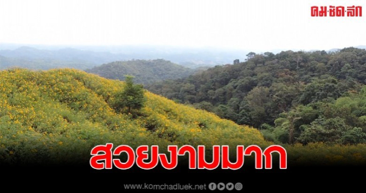 อบต.แม่สลองในชิญเที่ยว ชมดอกบัวตองบานที่บ้านหัวแม่คำ อบต.แม่สลองในชิญเที่ยว ชมดอกบัวตองบานที่บ้านหัวแม่คำ